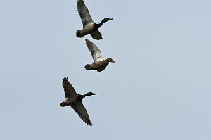 Duck, Mallard, 2018-05163224 Parker River NWR, MA